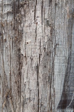 ağaç kabuğu arkaplanı