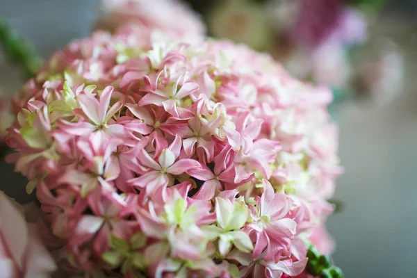 Pembe ve beyaz çiçekler — Stok fotoğraf