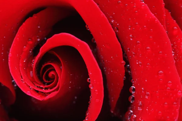 Macro tiro de uma rosa vermelha — Fotografia de Stock