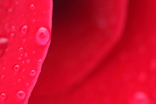 Kırmızı bir gülün makro görüntüsü — Stok fotoğraf