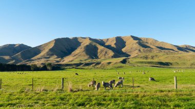 Yeni Zelanda 'nın güney adasında yol kenarında taze yeşil çimenler ve açık mavi gökyüzüne sahip koyun çiftçiliğinin güzel manzarası, yol kenarı turu Yeni Zelanda' daki turistler için iyi bir deneyim..