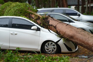 Şiddetli rüzgar fırtınası, sigorta felaketi veya araba kazası konseptiyle beyaz bir arabanın üzerine düşen büyük bir ağacın görüntüsü. Tehlike ve yıkım riski.