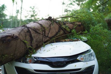 Şiddetli rüzgar fırtınası, sigorta felaketi veya araba kazası konseptiyle beyaz bir arabanın üzerine düşen büyük bir ağacın görüntüsü. Tehlike ve yıkım riski.