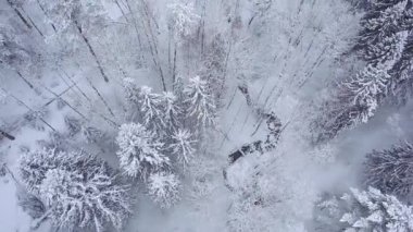 Uçuş kış kar ağaçlar üzerinde