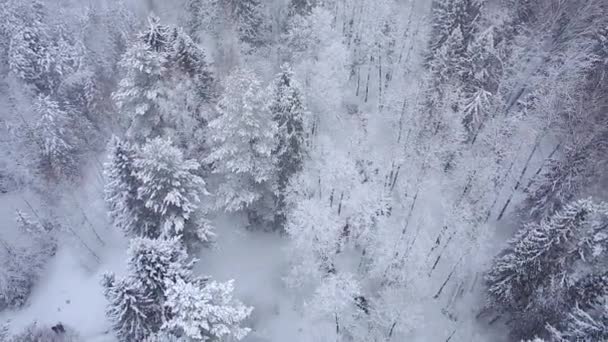 Winter snowy forest — Stock Video