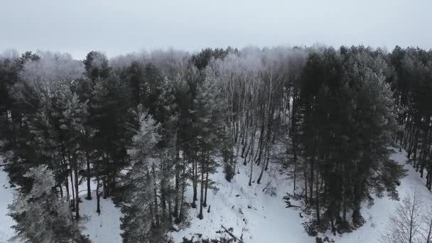 Het winterlandschap. de toppen van de besneeuwde bomen — Stockvideo