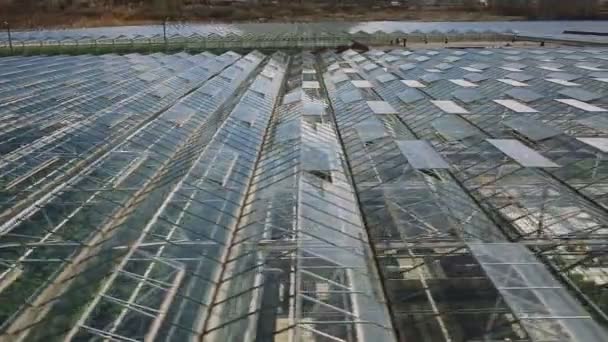 Large industrial greenhouses — Stock Video