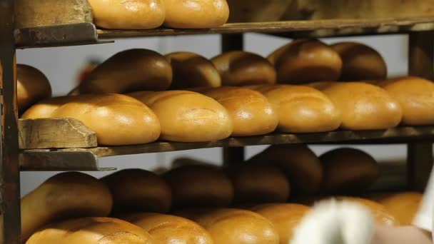 Pan en las bandejas de la panadería — Vídeo de stock