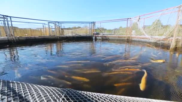 Rybolov. rybí farma — Stock video