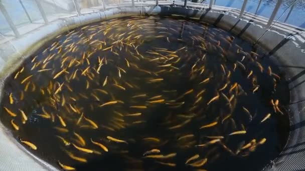 鳟鱼养殖场 — 图库视频影像