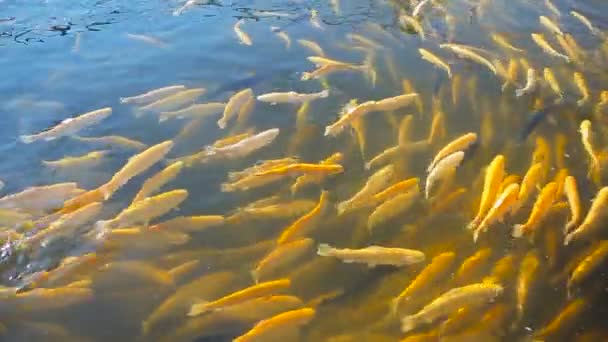 Mata fiskarna i dammen — Stockvideo