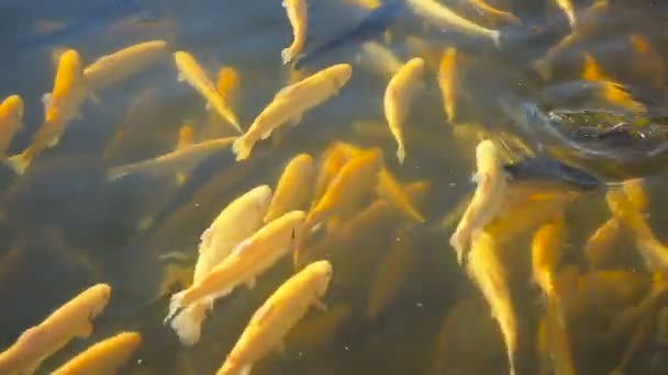 Artificial breeding of trout — Stock Video