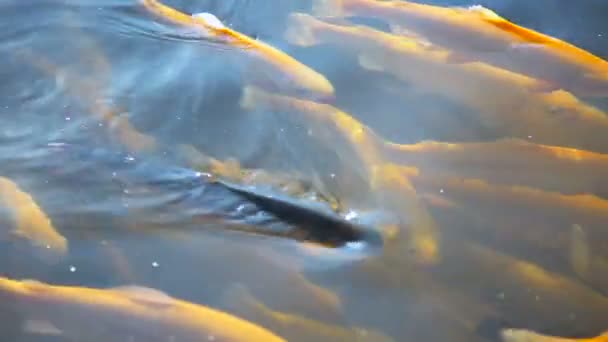 Trout floats in water — Stock Video