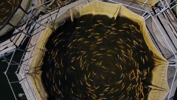 Ponds for rearing trout in fisheries — Stock Video