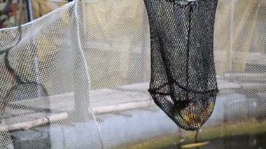 Gölün bir net üzerinden bir balık yakalamak