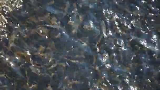 Poissons dans une ferme piscicole pendant l'alimentation — Video