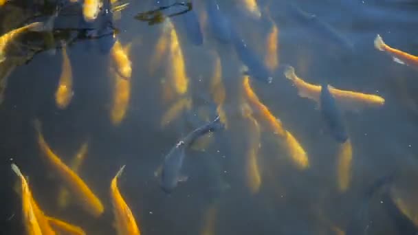 Many trout are swimming in the pond — Stock Video