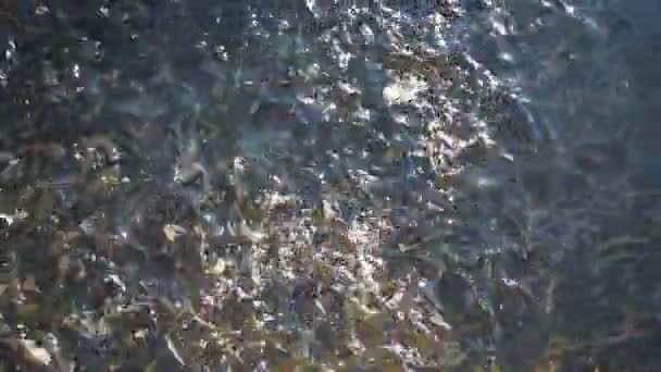 Nourrir des poissons dans une pisciculture — Video