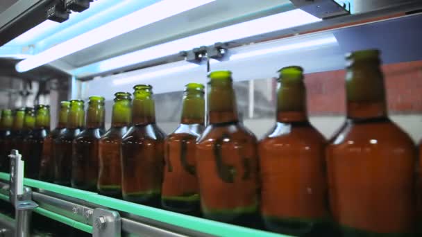 Produção de cerveja em garrafas de vidro — Vídeo de Stock