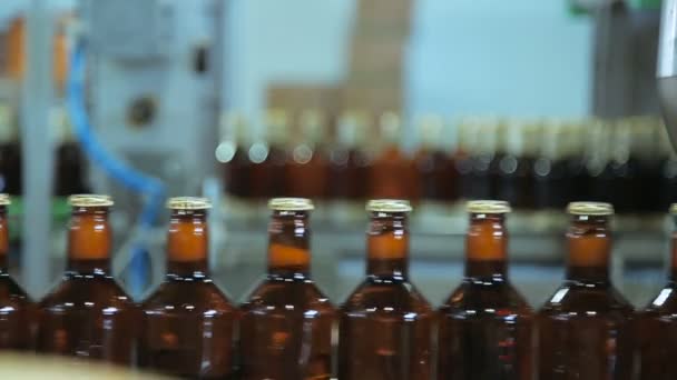 Beer bottles with crown caps — Stock Video