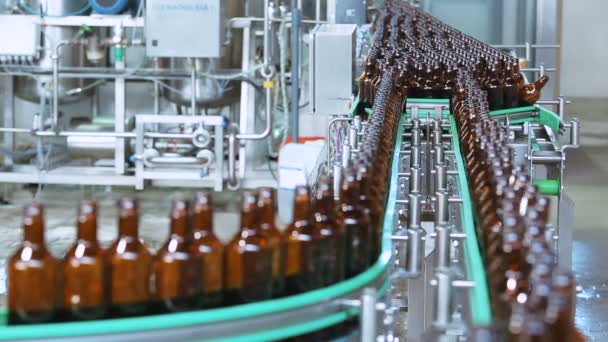 Produção de cerveja em garrafas de vidro. Fabricação de cerveja — Vídeo de Stock