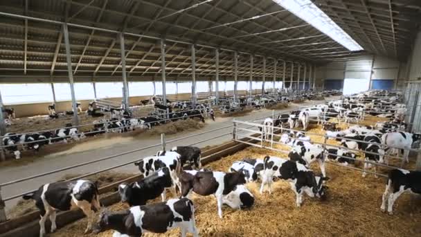 Vacas na Quinta — Vídeo de Stock