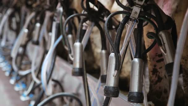 Доильный аппарат для коров — стоковое видео