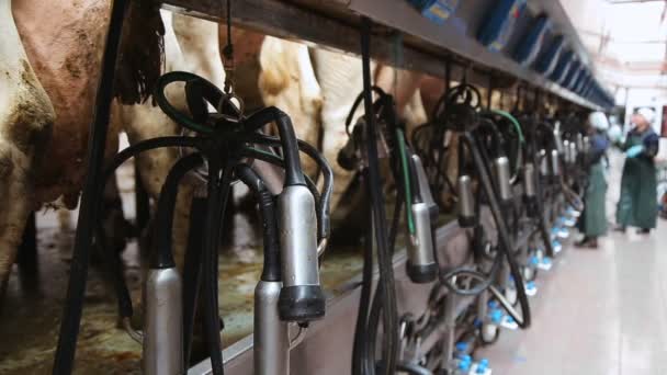 Апарат для автоматичного доїння корів — стокове відео
