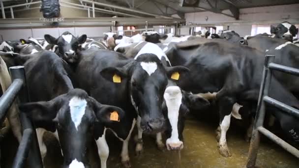 Stado krów w gospodarstwie — Wideo stockowe