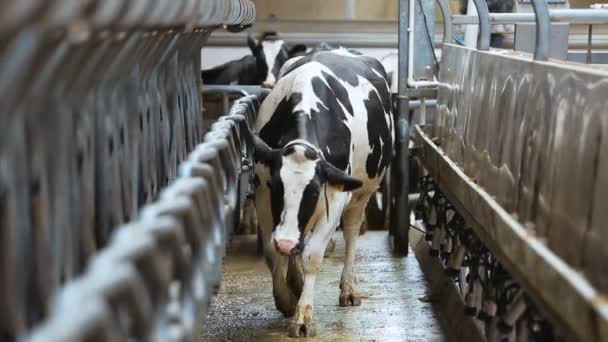 Vaca entra en el establo — Vídeo de stock