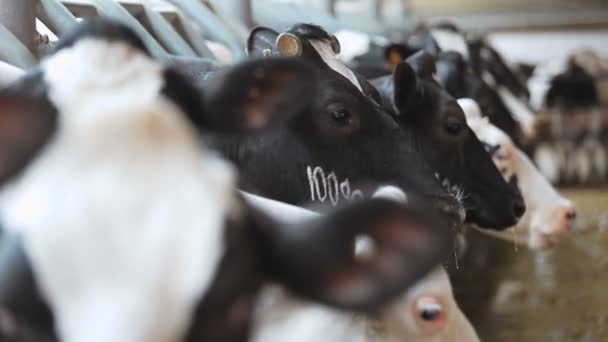 Vacas da exploração agrícola estável — Vídeo de Stock