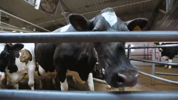 Корова на фермі поруч з камерою — стокове відео