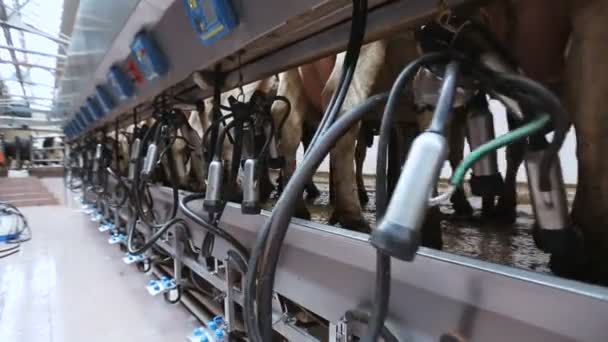 Equipamento agrícola para vacas leiteiras — Vídeo de Stock