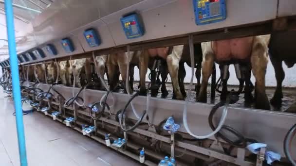 Automatisk mjölkning av kor — Stockvideo