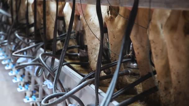 Vaches laitières à la ferme — Video