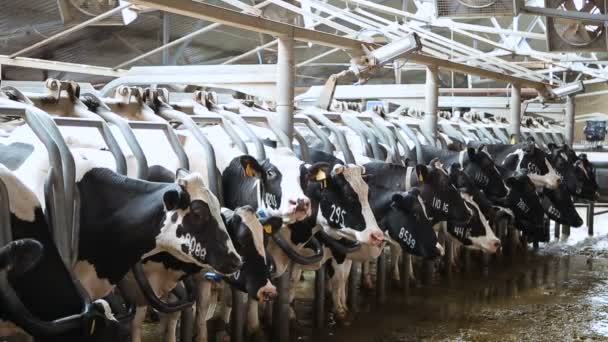 Vacas do sector pecuário — Vídeo de Stock