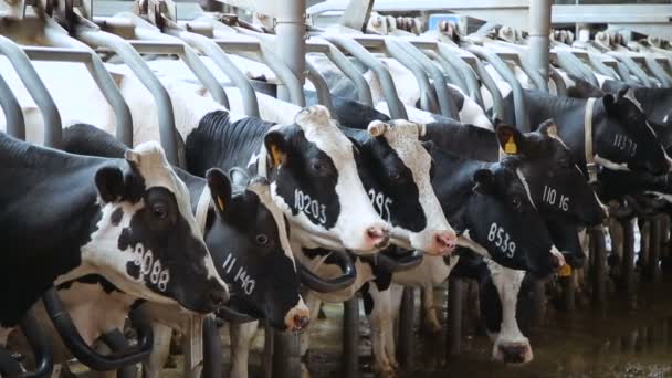 Chov krav na farmě — Stock video