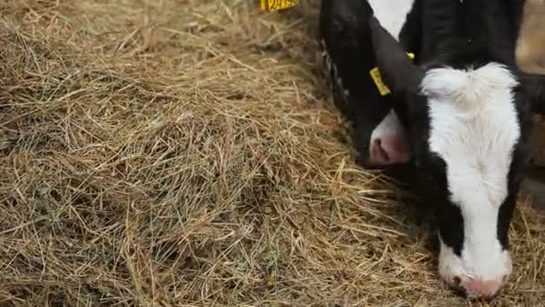 Koeien op een boerderij eten hooi — Stockvideo