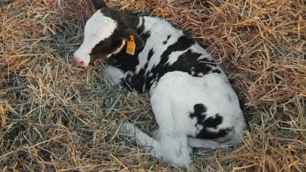 Piccolo vitello sdraiato nel fieno — Video Stock