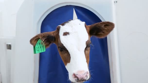 Calf looks out of the house — Stock Video