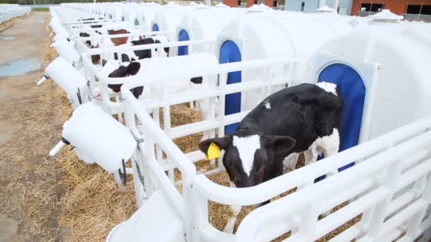 Zuchtkühe auf einem Viehhof — Stockvideo