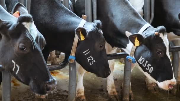 Vacas con etiquetas numéricas en la explotación — Vídeo de stock