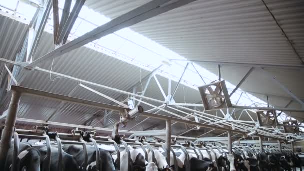 System der Anordnung Kuhfarm — Stockvideo