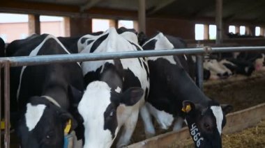 Hayvancılık çiftliklerinde damızlık inek