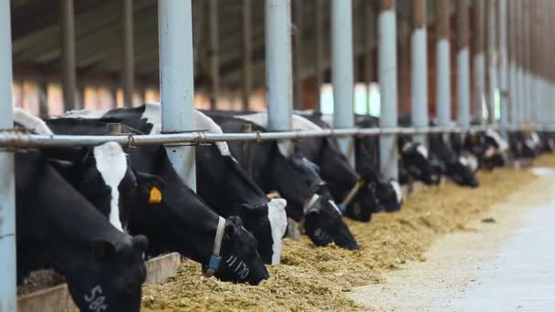 Voeding koeien op de boerderij — Stockvideo