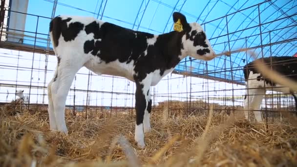 Calf in the pen at the farm — Stock Video