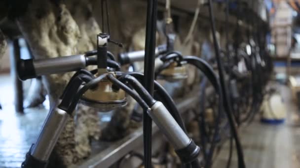 Milking unit for professional use — Stock Video