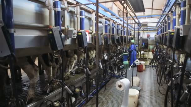 Operatören av maskin mjölkning ansluter mjölkningsmaskiner — Stockvideo