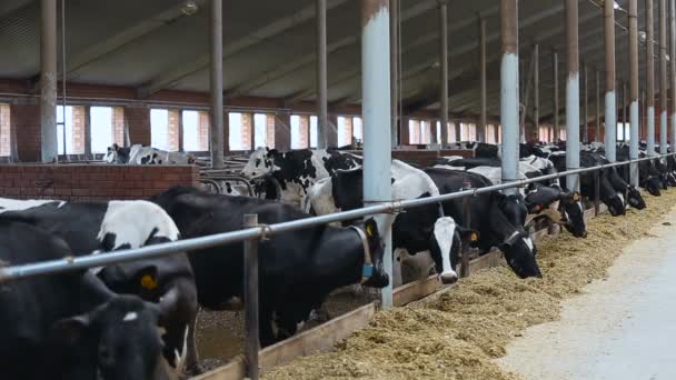 Alimentazione delle mucche fieno e avena in azienda — Video Stock