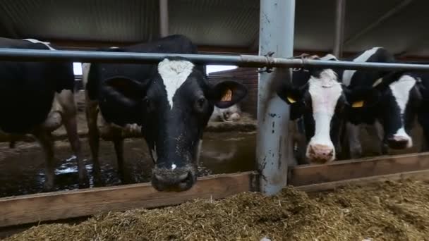 Vacas em uma fazenda de gado — Vídeo de Stock